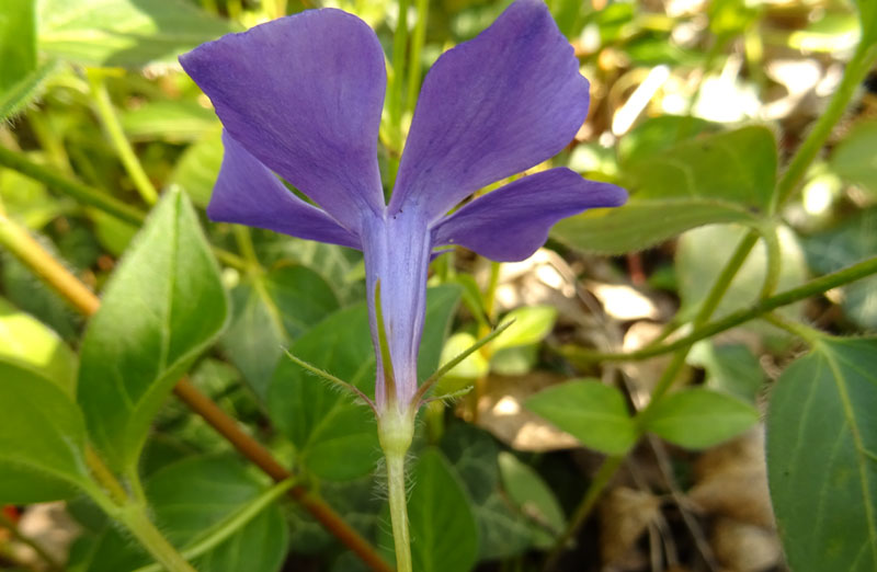 Vinca major (subsp. hirsuta?) - Apocynaceae